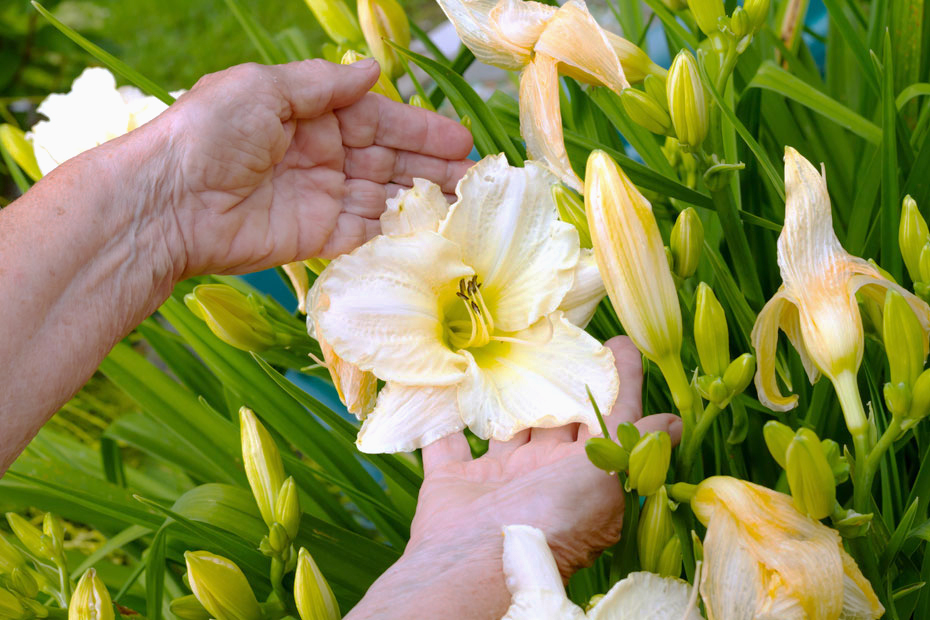 Hoivapalvelut Liljankukka